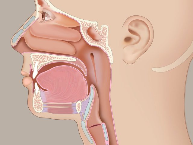 Ear Nose Throat